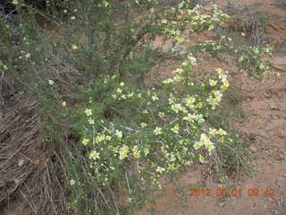 151 7x1. Canyonlands Murphy hike
