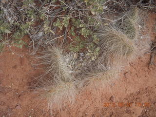 159 7x1. Canyonlands Murphy hike