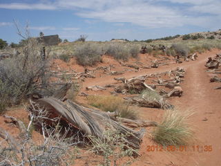176 7x1. Canyonlands Murphy hike