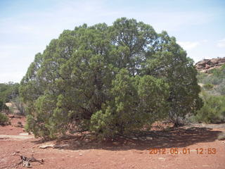 190 7x1. Canyonlands Murphy hike