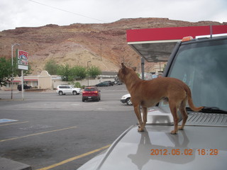 278 7x2. Chiuaua on hood at Maverick market