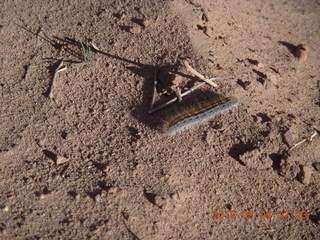 53 7x4. Mexican Mountain - caterpillar