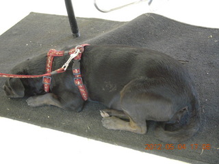 220 7x4. Mack Mesa fly-in crowd - dog