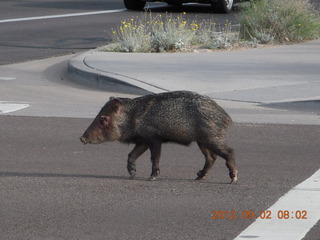 javelena - 'little piggie in the road'