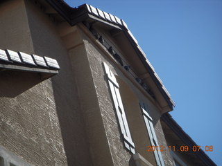 pigeons near Sean D's place