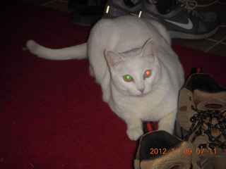 YC's bowl piled high