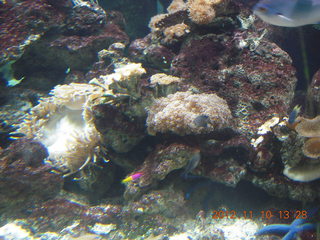 110 83a. Sydney Harbour - Manly aquarium