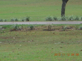 53 83c. Cairns morning run