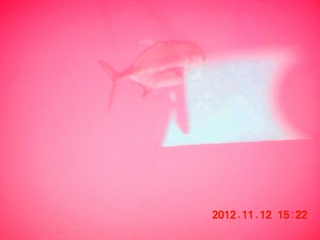 147 83c. (aaphoto) Great Barrier Reef tour - underwater view