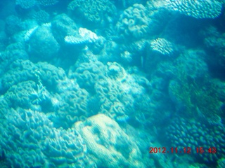180 83c. (aaphoto) Great Barrier Reef tour - semi-sub