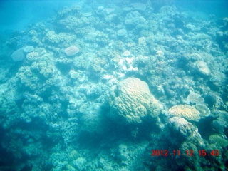 181 83c. (aaphoto) Great Barrier Reef tour - semi-sub
