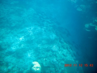 185 83c. (aaphoto) Great Barrier Reef tour - semi-sub