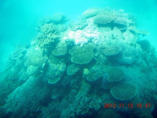 199 83c. (aaphoto) Great Barrier Reef tour - semi-sub