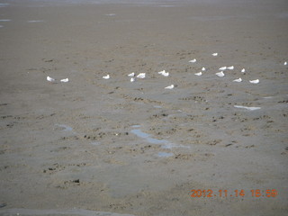 154 83e. Cairns beach - low tide mud - birds