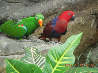 239 83e. Cairns - ZOOm at casino - frogmouth feeding - other birds