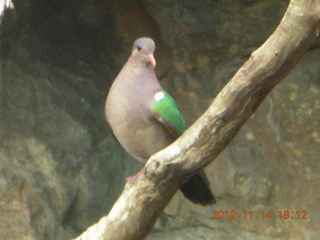 244 83e. Cairns - ZOOm at casino - bird