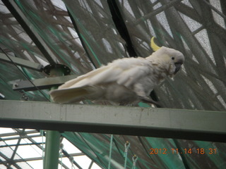 278 83e. Cairns - ZOOm at casino - white cockatoo