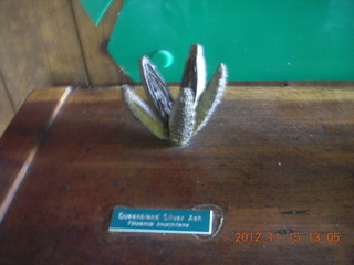 282 83f. rain forest tour - Skyrail stop 2 model