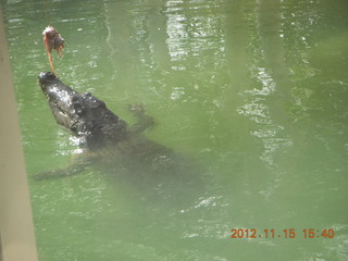 382 83f. Hartley's Crocodile Adventures boat ride - crocodile