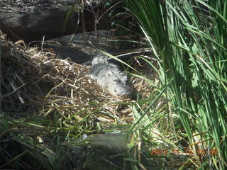 385 83f. Hartley's Crocodile Adventures boat ride