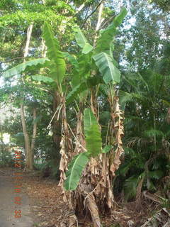 37 83g. Cairns, Australia run