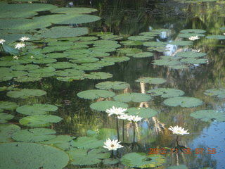 74 83g. Cairns, Australia run - Cairns Botanical Garden - lily lake