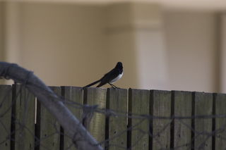26 83h. Jeremy C photo - Cairns, Australia, casino ZOOm - bird