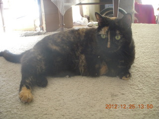 193 84r. my cat Maria when I got home