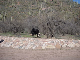 Bouquet Ranch - cute dog