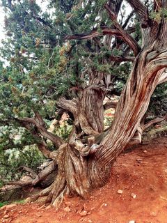 Sedona - Pink Jeep tour