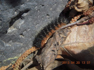 Double Circle Ranch at Eagle Creek - caterpillar