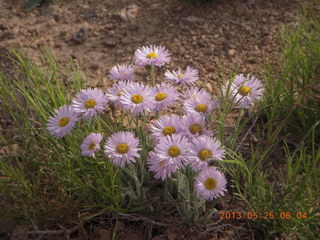 37 89r. Sand Wash airstrip - flowers