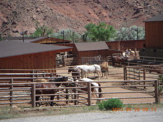 102 89s. Route 128 along the Colorado River - horses