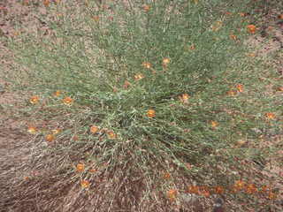 107 89t. Chicken Corner drive - orange flowers
