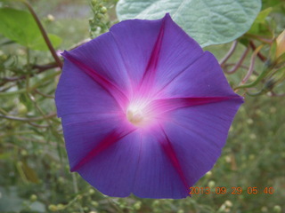 Philadelphia flowers