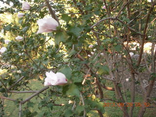 Curtis Arboretum - Adam with Cheltenham Cross Country jacket - back