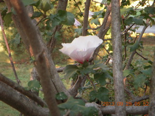 Philadelphia flowers