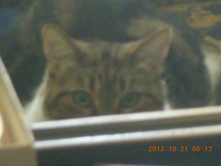 my cat Penny peeking over the chair