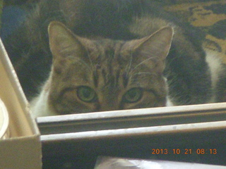 my cat Penny peeking over the chair