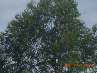 46 8f1. Uganda - drive north to Chobe Sarari Lodge