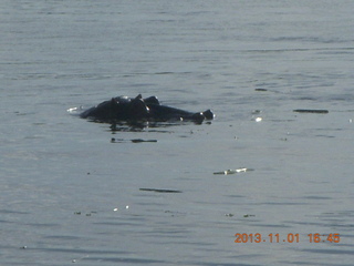 162 8f1. Uganda - Chobe Sarari Lodge - hippo