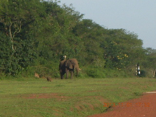 209 8f1. Uganda - Chobe Sarari Lodge - elephant at airstrip