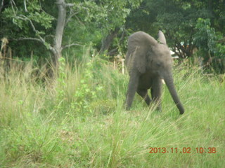 86 8f2. Uganda - drive to Murcheson Falls National Park - elephant