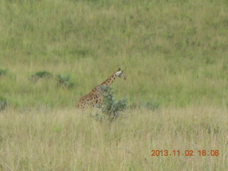 284 8f2. Uganda - bus ride back to Chobe Safari Resort - giraffe