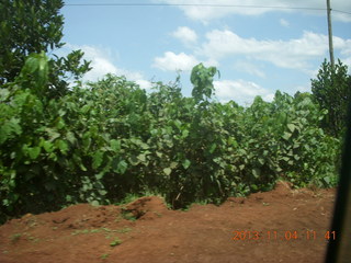 31 8f4. Uganda - drive to chimpanzee park