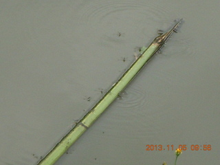 35 8f5. Uganda - farm resort - walk in the forest