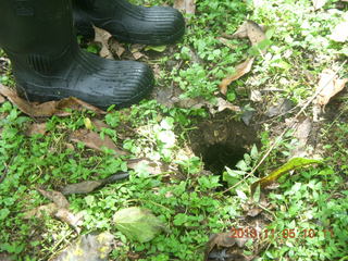 42 8f5. Uganda - farm resort - walk in the forest - hole that tripped one of us