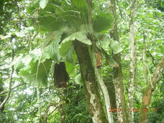 47 8f5. Uganda - farm resort - walk in the forest