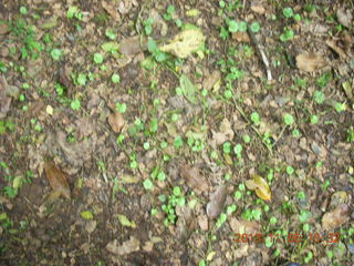 51 8f5. Uganda - farm resort - walk in the forest