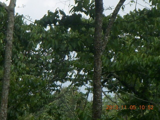 59 8f5. Uganda - farm resort - walk in the forest